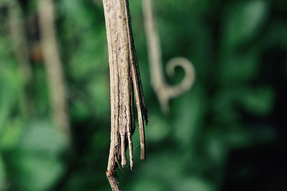 The Health Benefits of Cat's Claw: A Comprehensive Guide