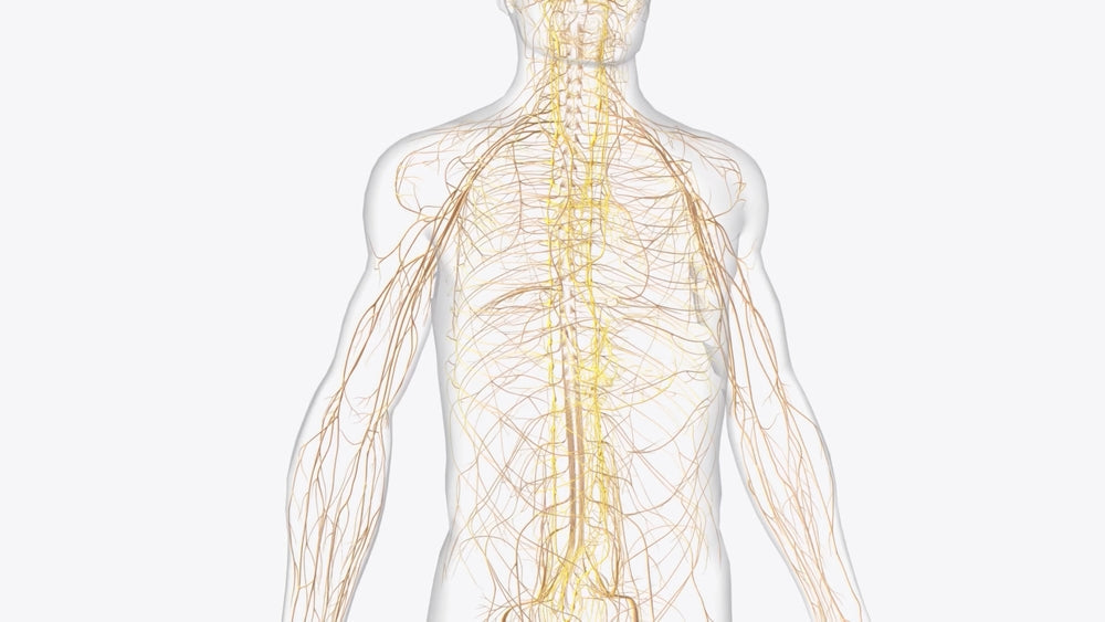 The Link Between Vagus Nerve and Gastroparesis