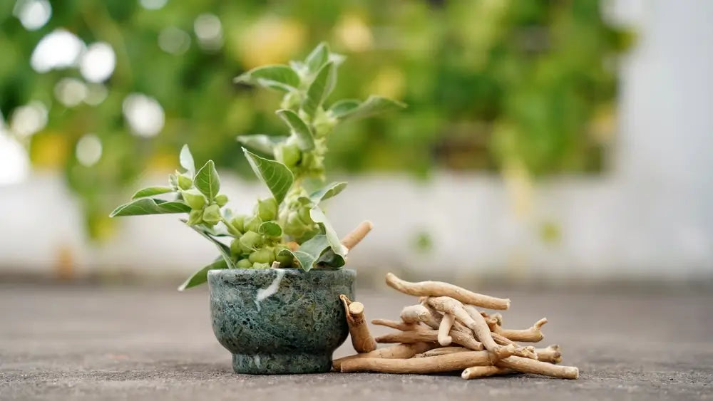 Withania somnifera, known commonly as ashwagandha next to plant.