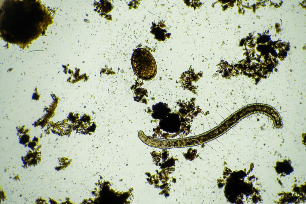 gut parasites in the human gut health