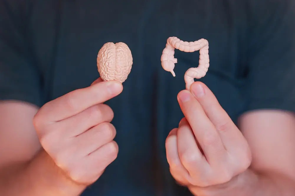 Close-up of two miniature models. One of a brain and the other of a gut. Both models are held in hands, symbolizing the gut-brain axis connection between the two organs