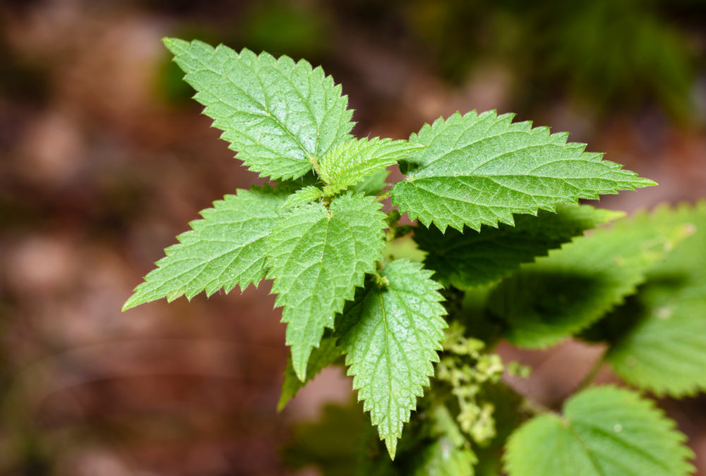 Do Nettle Leaves Reduce Gut Inflammation?