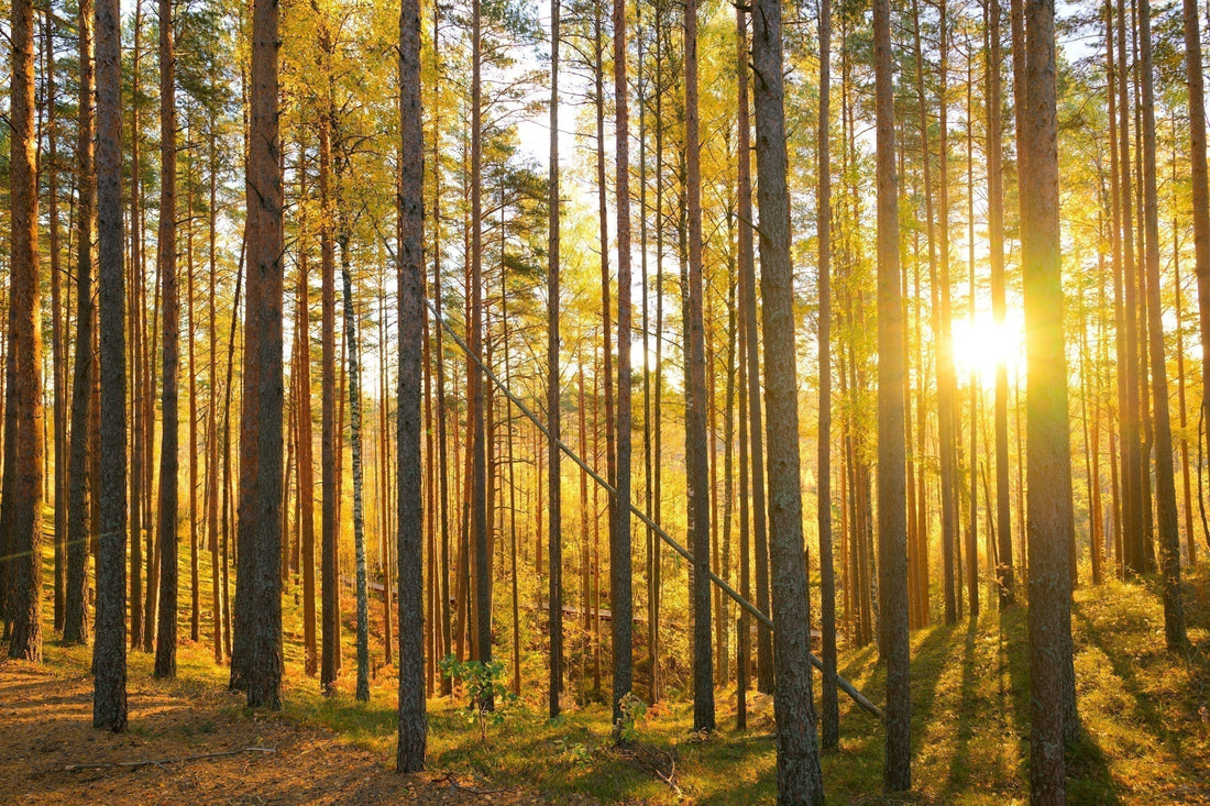 How Do I Reset my Nervous System?