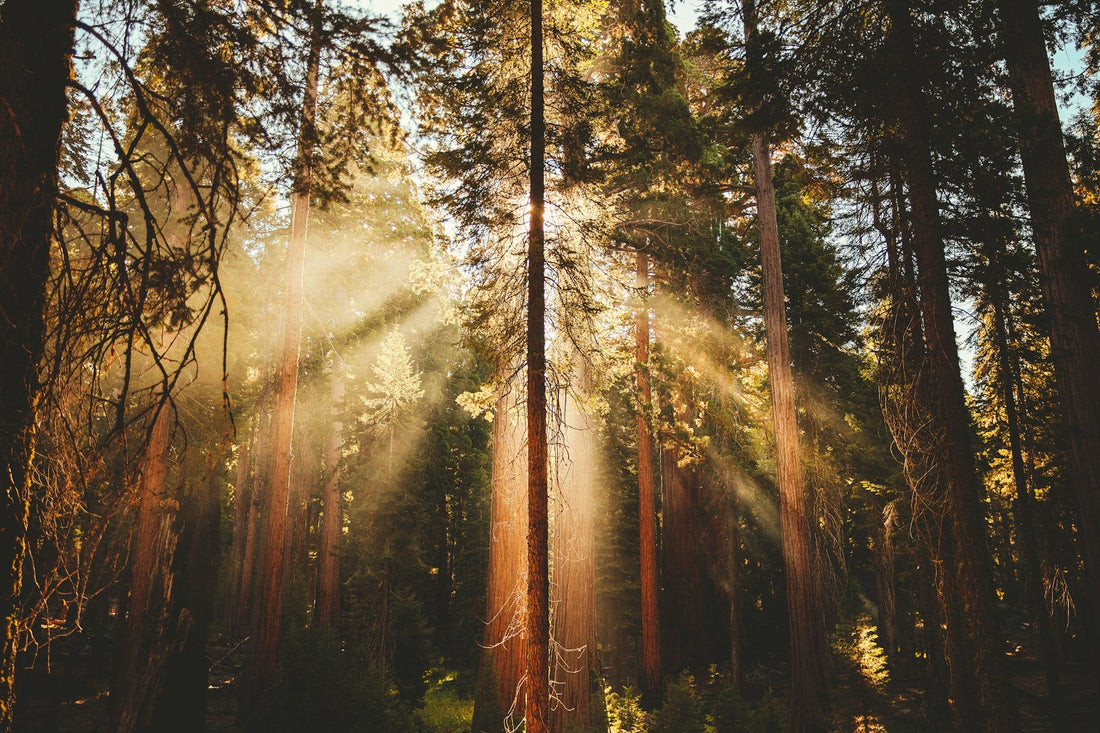 How Sunlight Affects Your Gut Health