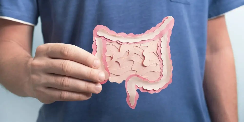Man holding decorative model intestine. Healthy digestion concept, probiotics and prebiotics for microbiome intestine.