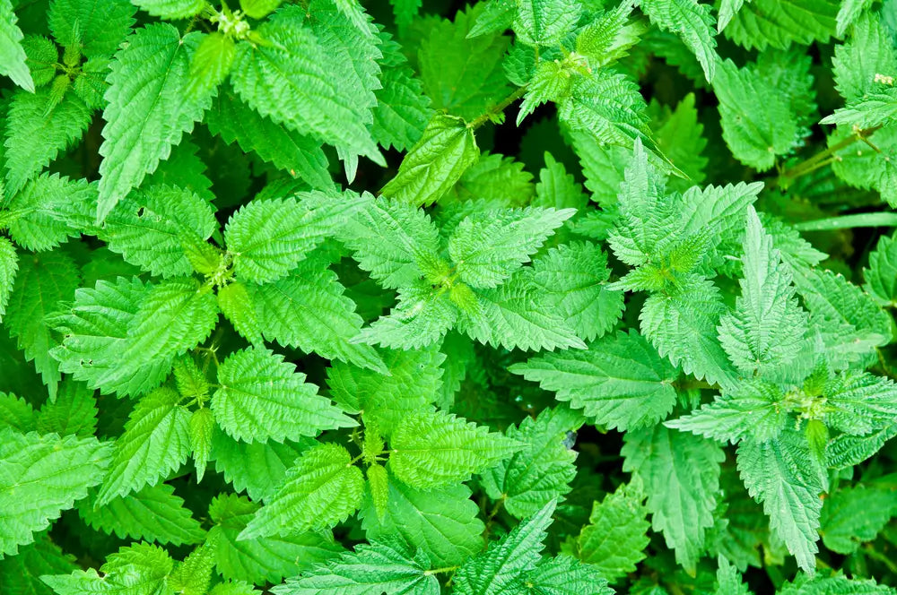 Stinging nettle is a genus of plants from the Stingaceae family. It grows in the temperate zone all over the world