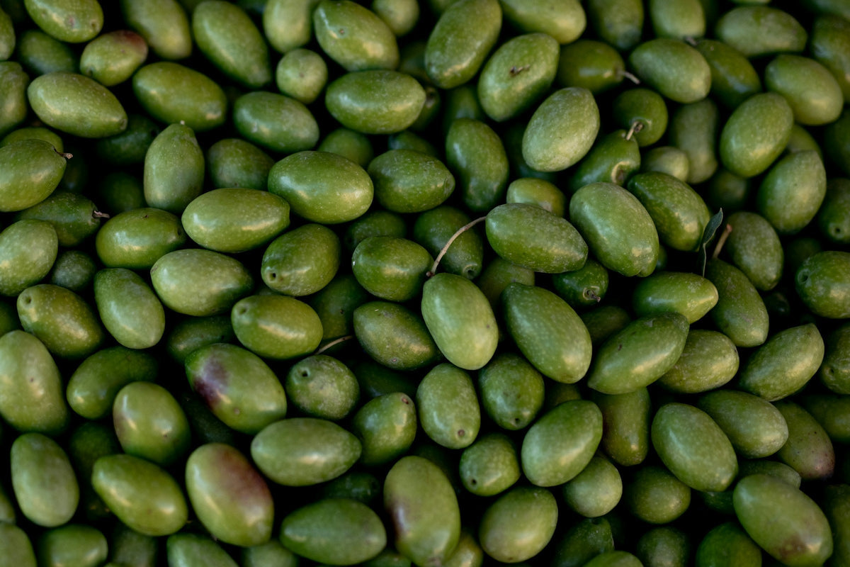 What Fats Are the Best for Gut Health?