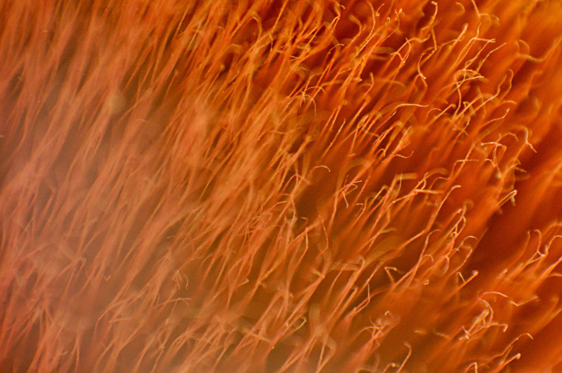 What Is Nervous System Dysregulation and How Does It Affect Your Gut?