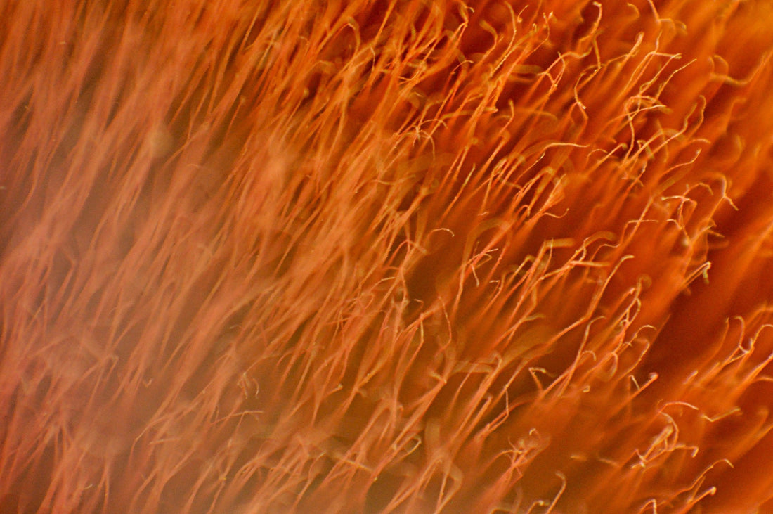 What Is Nervous System Dysregulation and How Does It Affect Your Gut?