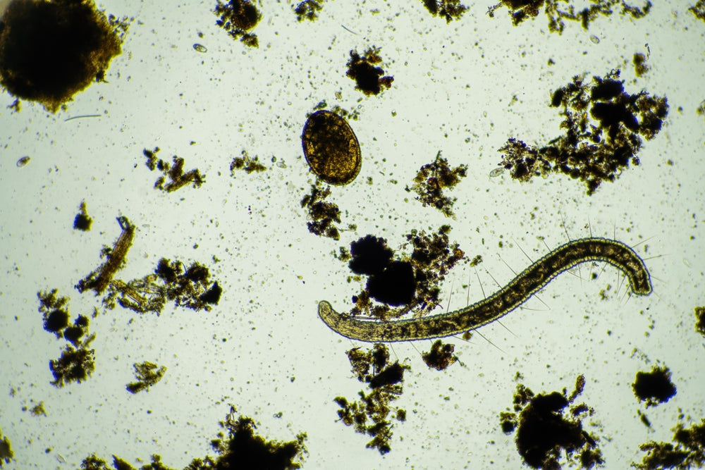 gut parasites in the human gut health