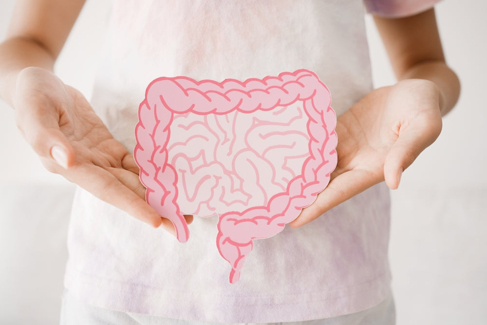 Understanding the Enteric Nervous System: The Second Brain of Your Gut