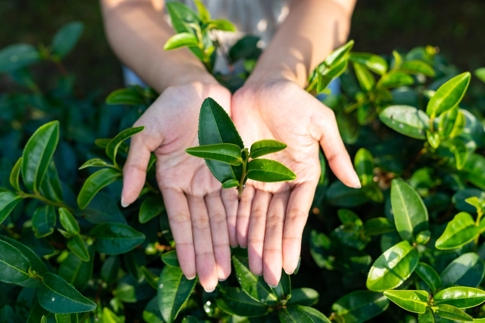 Woman hands holding tea leaves at organic tea plantation in the morning. People tourist enjoy outdoor lifestyle travel nature farm and learning to harvesting tea leaves in Chiang mai, Thailand.