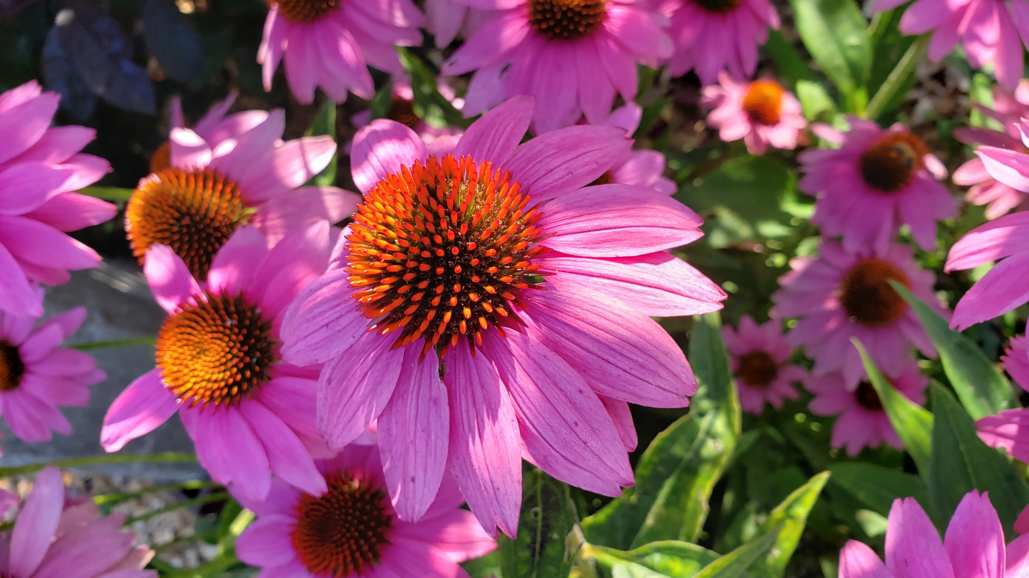 Echinacea purpurea, the eastern purple coneflower or hedgehog coneflower, is a North American species of flowering plant in 2024