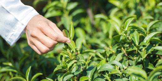 woman picking tea leaves from a tea plant