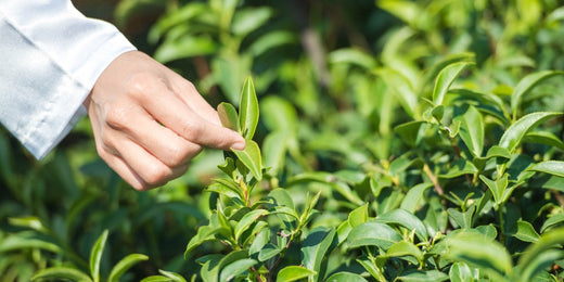 Tea Polyphenols: Nature's Powerful Compounds