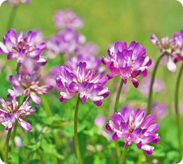 Astragalus Root