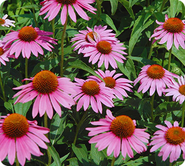 Echinacea Root