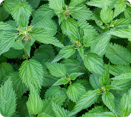 Nettle Leaves